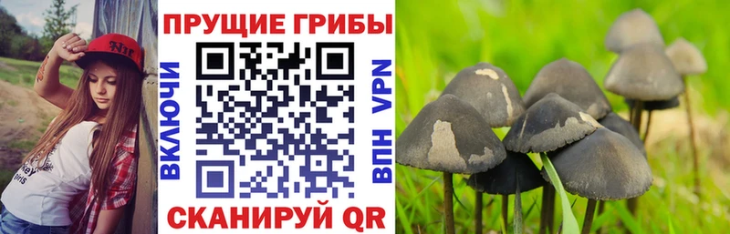 mega ССЫЛКА  сколько стоит  Сосновый Бор  Псилоцибиновые грибы прущие грибы 